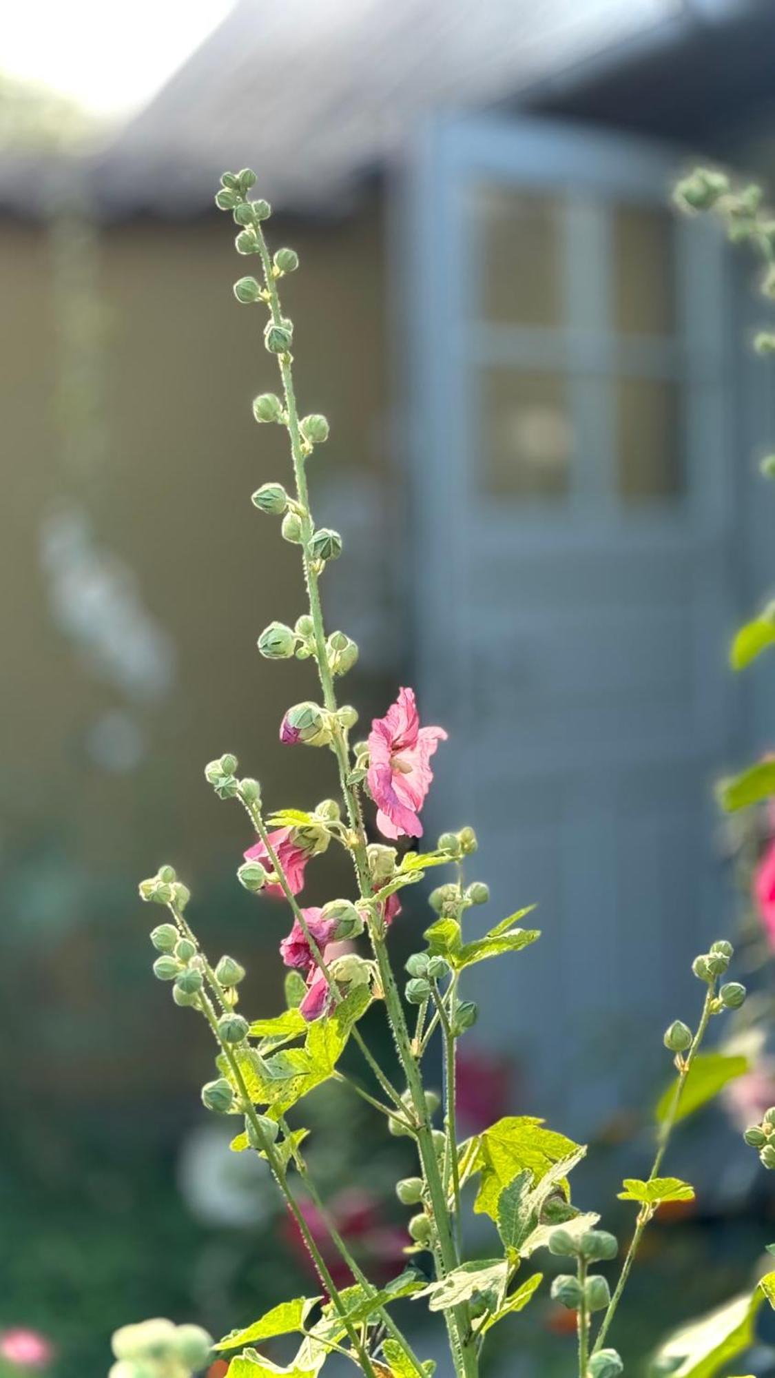 Dyrlev Bed & Breakfast Præstø Exteriör bild